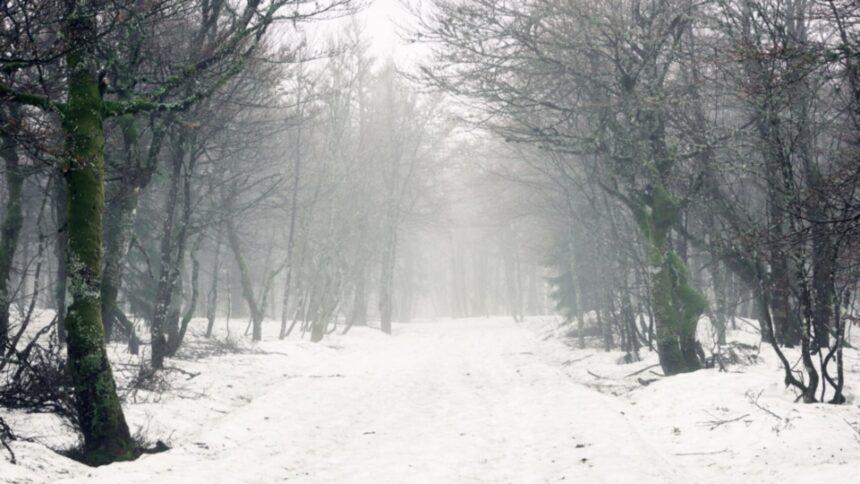 vijelia isi arata coltii in vestul tarii anm a emis cod galben de vant puternic in 2 judete 69595b4848010