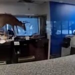 vizita neasteptata la o banca din new york un cerb a spart geamul si a facut prapad in interior intrusul a fost arestat video 6973916f5a2ae