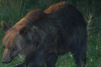 alerta de urs in zona parcului industrial din selimbar locuitorii au primit mesaj ro alert 6993587af363f