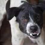 alerta in municipiul iasi caz de rabie la un caine depistat intr un complex de blocuri 698c5d6eb2cfc