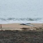 alerta la marea neagra posibil fragment de drona descoperit pe plaja din mamaia 69948482a6220 1