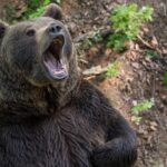 barbat atacat de urs in mures in timp ce se afla la pasunat cu animalele a fost transportat la spital 6993250319e0d