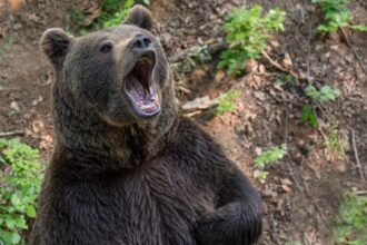 barbat atacat de urs in mures in timp ce se afla la pasunat cu animalele a fost transportat la spital 6993250319e0d