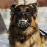 caini turbati pe strazi la iasi de la inceputul anului au fost inregistrate patru focare de rabie ultimul caz vaccinat un barbat de 47 de ani angajat al societatii salubris 698c96ae8b1ac