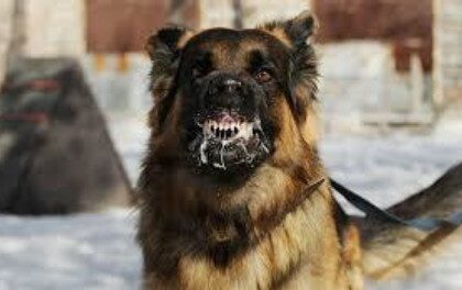 caini turbati pe strazi la iasi de la inceputul anului au fost inregistrate patru focare de rabie ultimul caz vaccinat un barbat de 47 de ani angajat al societatii salubris 698c96ae8b1ac