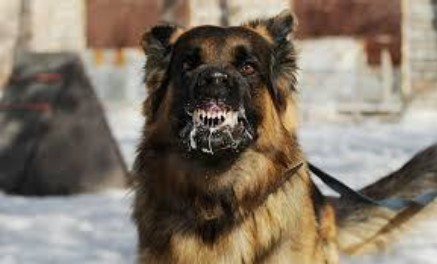 caini turbati pe strazi la iasi de la inceputul anului au fost inregistrate patru focare de rabie ultimul caz vaccinat un barbat de 47 de ani angajat al societatii salubris 698c96ae8b1ac