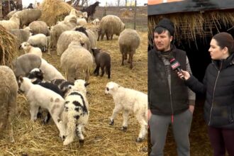 cat va costa mielul de paste in 2026 marturii de la fermieri video 6991ed59c8277