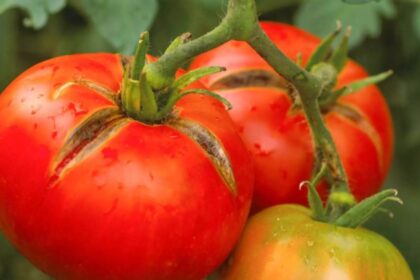 cat vor costa rosiile romanesti in martie pretul soc care ii va face pe romani sa ocoleasca tarabele 699aaa66aad73