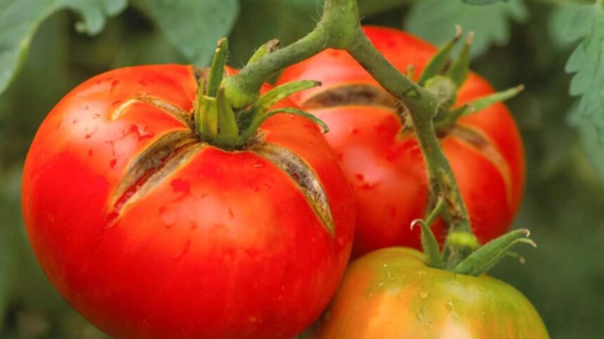 cat vor costa rosiile romanesti in martie pretul soc care ii va face pe romani sa ocoleasca tarabele 699aaa66aad73