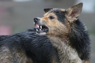 caz de rabie la un caine depistat intr un complex de blocuri din municipiul iasi cainele a fost ridicat de hingheri dar a murit ulterior 698c63102e51c