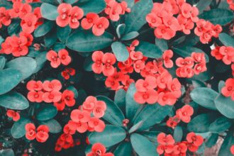 ce flori sa i oferi iubitei de ziua indragostitilor in functie de zodie 698f09d697857