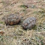 descoperire exploziva in aiud doua grenade fara focos gasite pe o strada 6988d2887b8ca