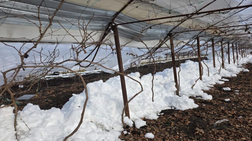 dezastru in agricultura viscolul pune la pamant solariile si lasa legumicultorii in pragul falimentului fotovideo 699a9f109447f