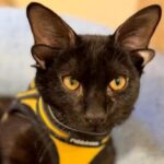 dobby pisoiul extraterestru cu patru urechi a cucerit internetul explicatia genetica din spatele aparitiei sale video 699e15af75fa5