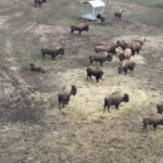 dosar penal in rem in cazul mortii celor 214 bizoni bivoli si cerbi la ferma din recea cristuru 6998f772a401a