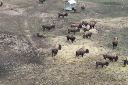 dosar penal in rem in cazul mortii celor 214 bizoni bivoli si cerbi la ferma din recea cristuru 6998f772a401a