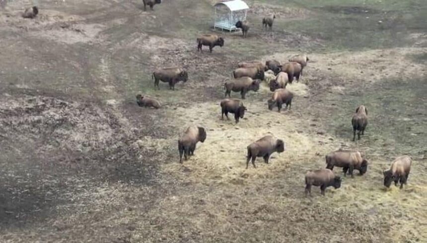 dosar penal in rem in cazul mortii celor 214 bizoni bivoli si cerbi la ferma din recea cristuru 6998f772a401a