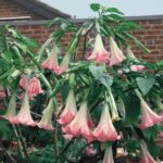 drogul supunerii si obsesia lui epstein ce sunt plantele zombie cu substanta care ar fi sters vointa victimelor 6995ae25e6783