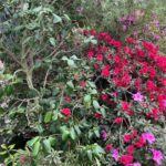 explozie de culoare si biodiversitate in copou punctul central azalee si camelii expozitia de plante exotice revine vineri cu o editie aniversara 698a8ae69d147