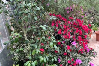 explozie de culoare si biodiversitate in copou punctul central azalee si camelii expozitia de plante exotice revine vineri cu o editie aniversara 698a8ae69d147