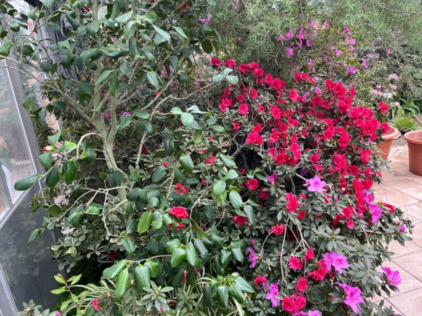 explozie de culoare si biodiversitate in copou punctul central azalee si camelii expozitia de plante exotice revine vineri cu o editie aniversara 698a8ae69d147