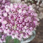 florile minune pe care le pui o singura data si nu mai trebuie sa ai grija de ele sunt de o frumusete uimitoare 69a206c5ea885