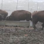 focar de infectie la o ferma de bizoni din cluj inspectorii au mers in control dupa ce zeci de cadavre de animale au fost gasite 6994419101fd1