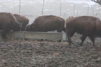 focar de infectie la o ferma de bizoni din cluj inspectorii au mers in control dupa ce zeci de cadavre de animale au fost gasite 6994419101fd1