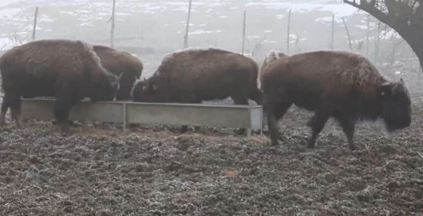 focar de infectie la o ferma de bizoni din cluj inspectorii au mers in control dupa ce zeci de cadavre de animale au fost gasite 6994419101fd1