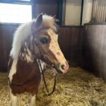 foto dragobete inedit la iasi poneiul casper prezentat drept simbol al iubirii 699da18da2df8