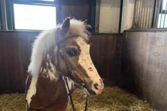 foto dragobete inedit la iasi poneiul casper prezentat drept simbol al iubirii 699da18da2df8