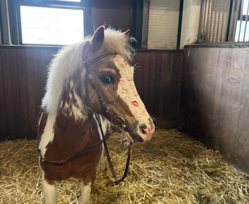 foto dragobete inedit la iasi poneiul casper prezentat drept simbol al iubirii 699da18da2df8