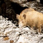 foto fauna salbatica la doi pasi de asfalt mistreti fotografiati pe timp de noapte in iasi 699436093d410