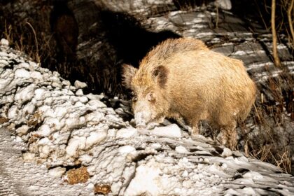 foto fauna salbatica la doi pasi de asfalt mistreti fotografiati pe timp de noapte in iasi 699436093d410