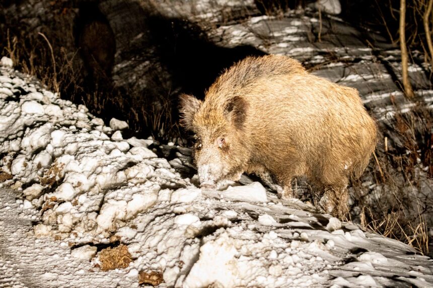 foto fauna salbatica la doi pasi de asfalt mistreti fotografiati pe timp de noapte in iasi 699436093d410