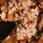 galette cu branza cum sa prepari placinta fruntuzeasca aperitivul din fulgi de ovaz 69809e8126967