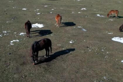 gerul a facut ravagii in delta dunarii zeci de cai salbatici au murit altii sunt grav bolnavi 6986f57dcef15