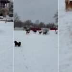 imagini virale cu un tigru siberian liber intr o curte din dambovita video 69830c84cc7c3