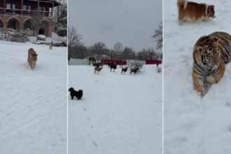 imagini virale cu un tigru siberian liber intr o curte din dambovita video 69830c84cc7c3