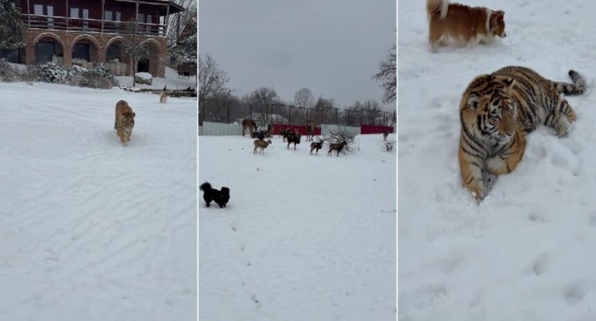 imagini virale cu un tigru siberian liber intr o curte din dambovita video 69830c84cc7c3