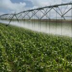 intre seceta si contestatii se modernizeaza sistemul de irigatii de a lungul acumularilor gropnita movileni 699521783d844