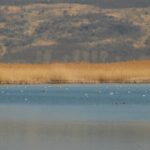 o arie naturala de la iasi recunoscuta international nu are inca o sigla concurs de logo uri pentru delta moldovei 6982a56aeaab4