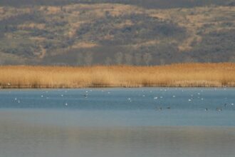o arie naturala de la iasi recunoscuta international nu are inca o sigla concurs de logo uri pentru delta moldovei 6982a56aeaab4