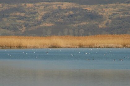 o arie naturala de la iasi recunoscuta international nu are inca o sigla concurs de logo uri pentru delta moldovei 6982a56aeaab4