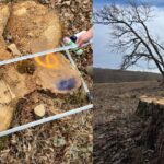 padurile romaniei taieri ilegale si furt de lemn intr o arie protejata din judetul brasov reactia ministrului mediului 698b07192fac6