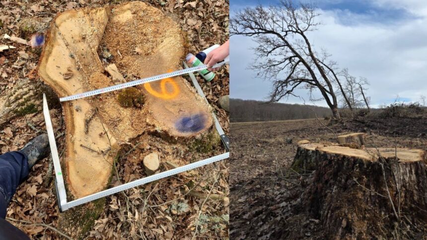 padurile romaniei taieri ilegale si furt de lemn intr o arie protejata din judetul brasov reactia ministrului mediului 698b07192fac6