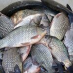 patru persoane prinse la frontiera de est cu peste 11 kilograme de peste braconat 699cc09b36d93