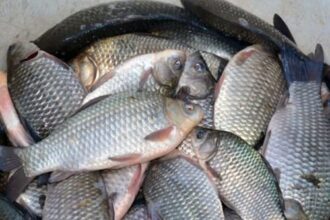 patru persoane prinse la frontiera de est cu peste 11 kilograme de peste braconat 699cc09b36d93