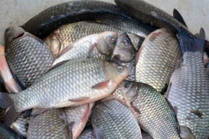 patru persoane prinse la frontiera de est cu peste 11 kilograme de peste braconat 699cc09b36d93