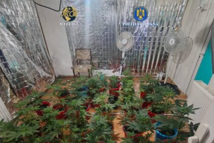 perchezitii antidrog in drobeta turnu severin si breznita ocol plante de canabis si droguri pregatite pentru vanzare ridicate de anchetatori 699dae97c255a